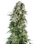 SENSI SEEDS - Big Bud Automatic