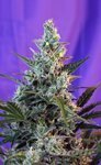 SWEET SEEDS - Sweet Skunk Fast Version