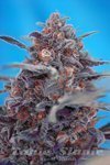 SWEET SEEDS - Devil Cream Auto