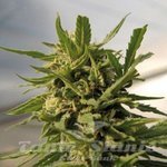 AMARANTA SEEDS - Critical