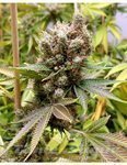SOMA SEEDS - Somalicious