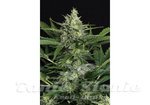 EXOTIC SEED - Green Gummy Auto