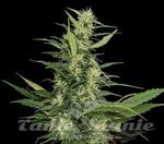 KALASHNIKOV SEEDS - Amur Giant Auto