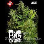 PURE SEEDS - Big Skunk