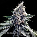 DNA GENETICS - Sour Kosher