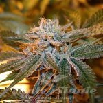 SAGARMATHA - Boulder Bubblegum
