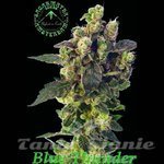 SAGARMATHA - Blue Thunder