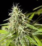 PHILOSOPHER SEEDS - Easy Haze