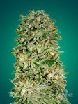 ADVANCED SEEDS - Shark Widow CBD