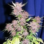 CANNABIOGEN - Sandstorm