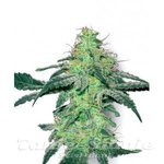 WHITE LABEL - White Skunk
