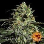 BARNEY'S FARM - Peyote Cookies