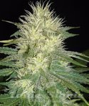 SAGARMATHA - White Russian