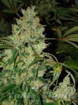 SENSI SEEDS - JACK FLASH #5