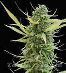 WORLD OF SEEDS - Colombian Gold