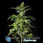 PHILOSOPHER SEEDS - Tropimango