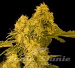 VIP SEEDS - Torpedo