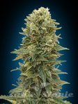 00 SEEDS BANK - Female Mix