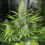 DEVIL'S HARVEST - Auto Reek'n