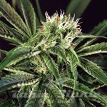 EXOTIC SEED - Amnesia #7