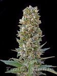 ADVANCED SEEDS - Automatik Mix