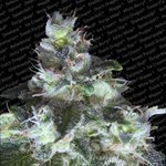 PARADISE SEEDS - Original White Widow
