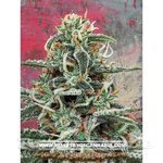 MINISTRY OF CANNABIS - White Widow
