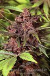 EXOTIC SEED - Black Haze Auto