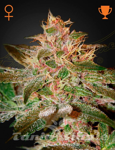 Nasiona Marihuany Pure Kush - GREEN HOUSE SEEDS