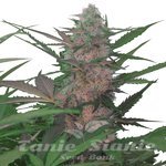 AK Auto