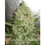 AK47
