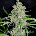 Amnesia HY-PRO
