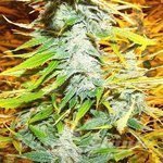 Amnesia Kush (Fast Version)