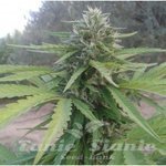 Amnesia Lemon Auto