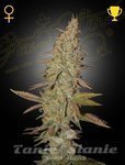 Arjan's Ultra Haze #1 - GREEN HOUSE SEEDS