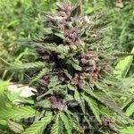 Banana Punch Auto