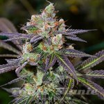 Banana Sherbet