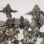 Banana Zkittlez
