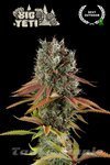 Big Yeti - SEED STOCKERS