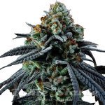 Blue Cheese Auto