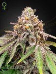 Blue Haze x Gelato 41 Auto - GREEN HOUSE SEEDS