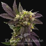 Blueberry x Big Devil Auto