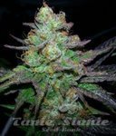 Candy Kush Express (Fast Version)