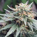 Cannalope Haze Auto