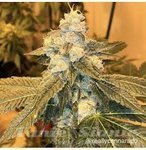 Kitchen Sink - CANNARADO GENETICS