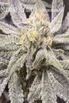 Sundae Sunset - CANNARADO GENETICS