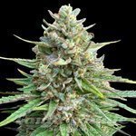 CBD Amnesia (Odmiana Medyczna)