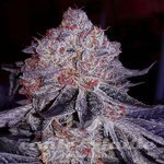 Cherry Gar-See-Ya R1 - ETHOS GENETICS