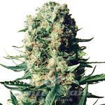 Critical 47 F1