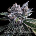 El Fuego Auto - DNA GENETICS